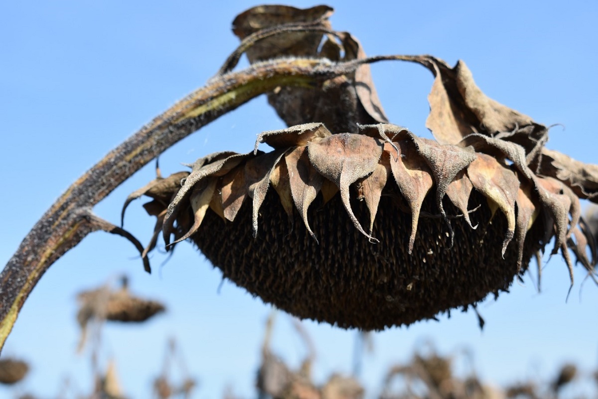 Deszikk&aacute;l&aacute;s hat&eacute;konyan &ndash;  HIKARI a Sumi Agro aj&aacute;nl&aacute;s&aacute;val