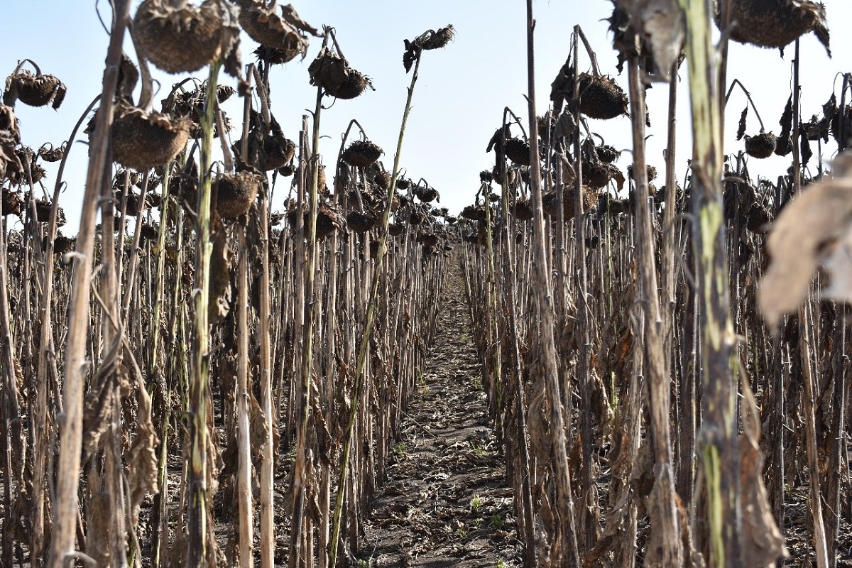 Deszikk&aacute;l&aacute;s hat&eacute;konyan &ndash;  HIKARI a Sumi Agro aj&aacute;nl&aacute;s&aacute;val