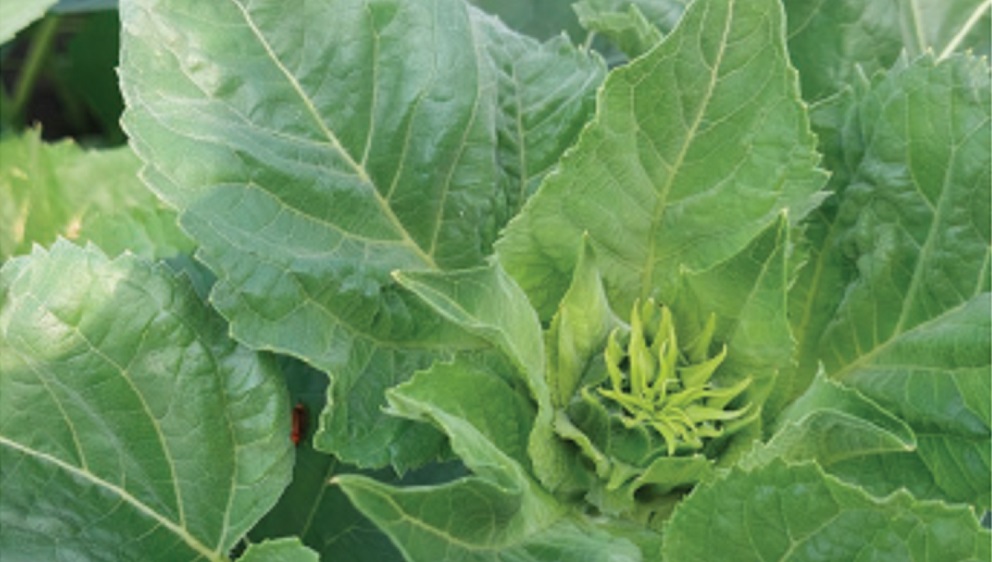 Meg&uacute;jul a BASF napraforg&oacute; gomba&ouml;lőszer aj&aacute;nlata. Pictor&reg; Active