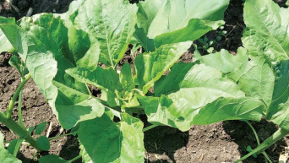 Meg&uacute;jul a BASF napraforg&oacute; gomba&ouml;lőszer aj&aacute;nlata. Pictor&reg; Active