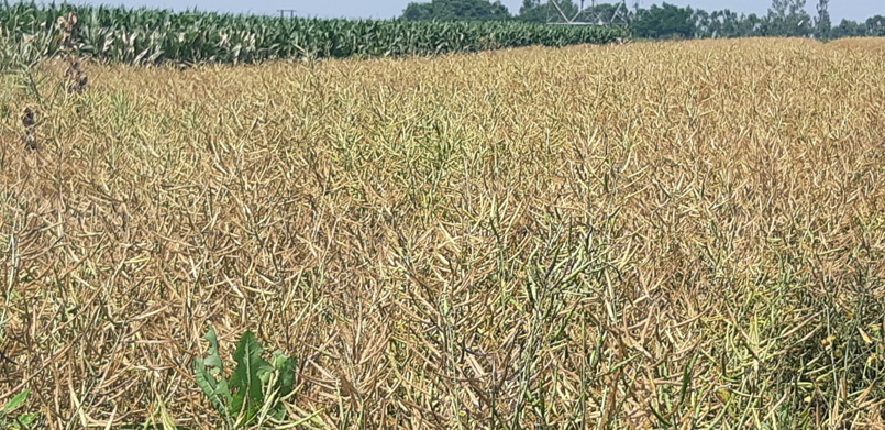 Deszikk&aacute;l&aacute;s hat&eacute;konyan &ndash;  HIKARI a Sumi Agro aj&aacute;nl&aacute;s&aacute;val