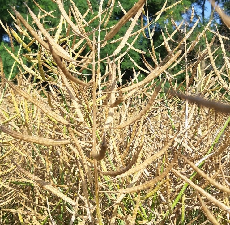 Deszikk&aacute;l&aacute;s hat&eacute;konyan &ndash;  HIKARI a Sumi Agro aj&aacute;nl&aacute;s&aacute;val