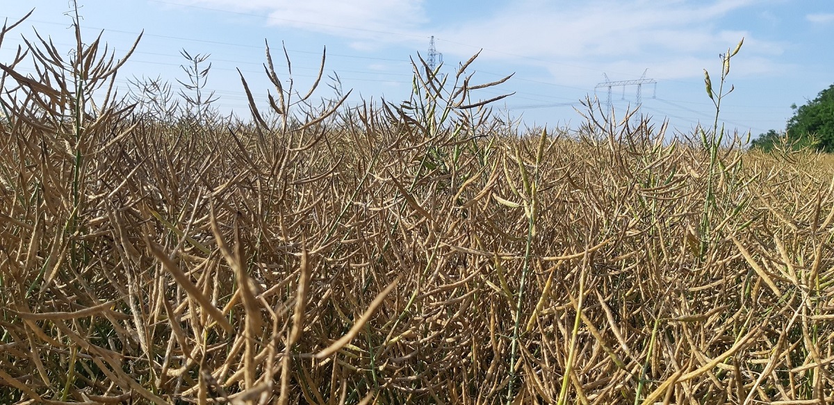 Deszikk&aacute;l&aacute;s hat&eacute;konyan &ndash;  HIKARI a Sumi Agro aj&aacute;nl&aacute;s&aacute;val