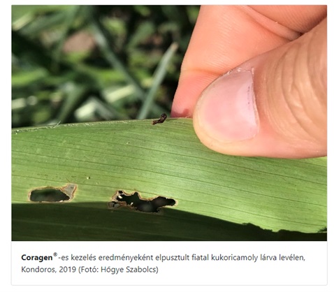 Hogyan v&eacute;dekezhet hat&eacute;konyan a kukoricamoly első nemzed&eacute;ke ellen?