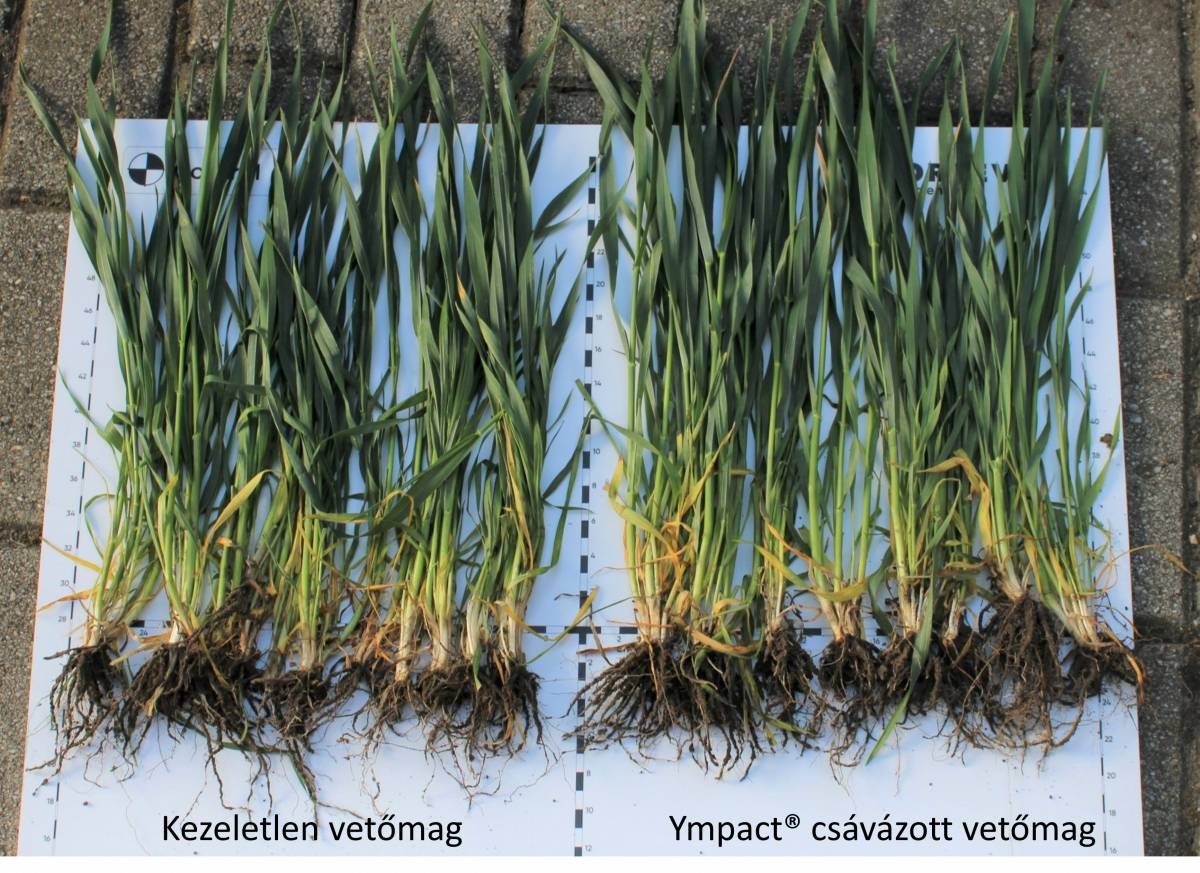A vetőmagkezel&eacute;s pozit&iacute;v hat&aacute;ssal lehet a kal&aacute;szosok fejlőd&eacute;s&eacute;re 