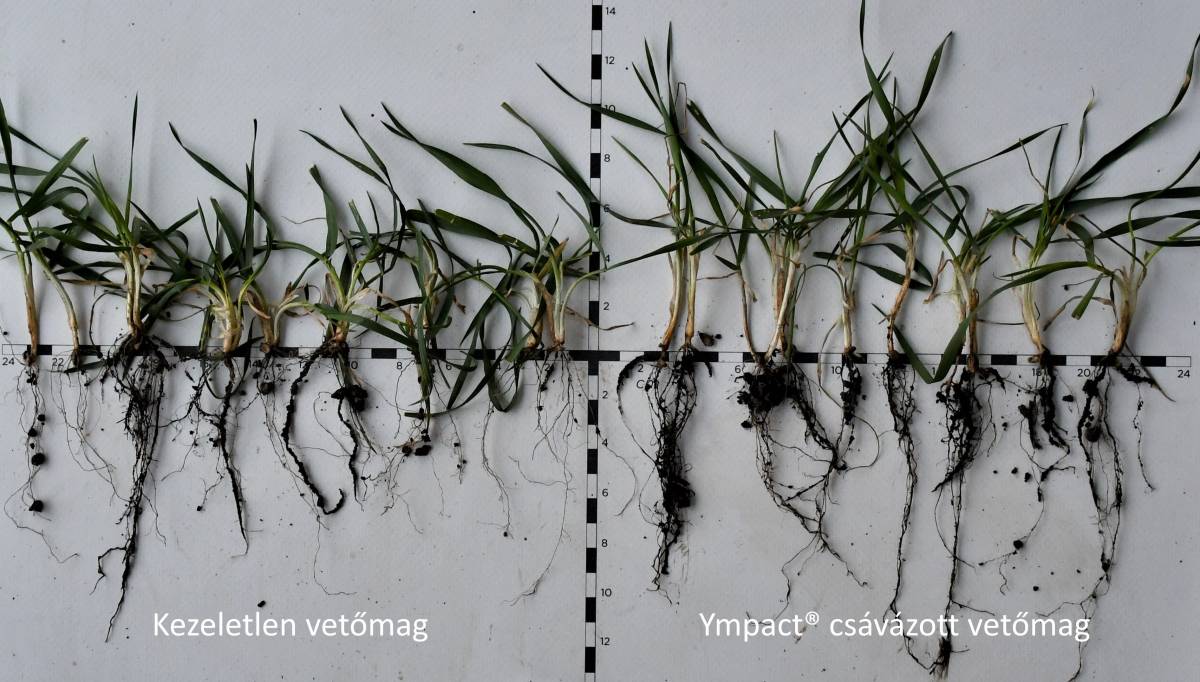 A vetőmagkezel&eacute;s pozit&iacute;v hat&aacute;ssal lehet a kal&aacute;szosok fejlőd&eacute;s&eacute;re 