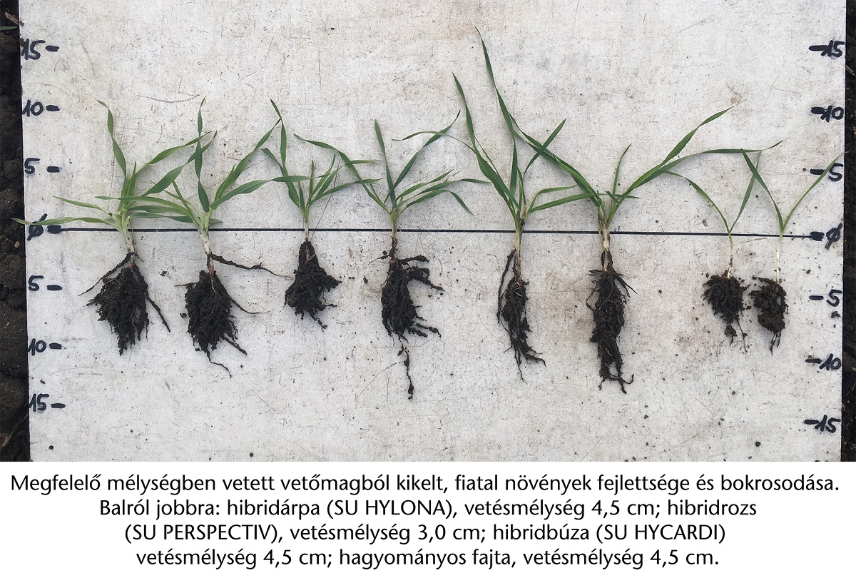 HySEED hibridkal&aacute;szosok. A precizit&aacute;s sikerre vezet