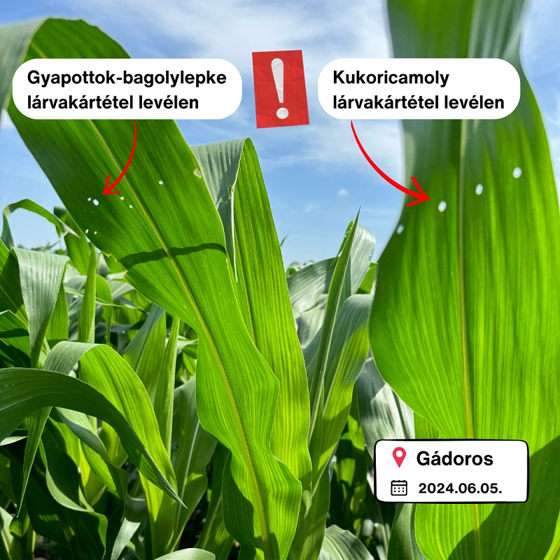 Hogyan v&eacute;dekezhet hat&eacute;konyan a kukoricamoly első nemzed&eacute;ke ellen?