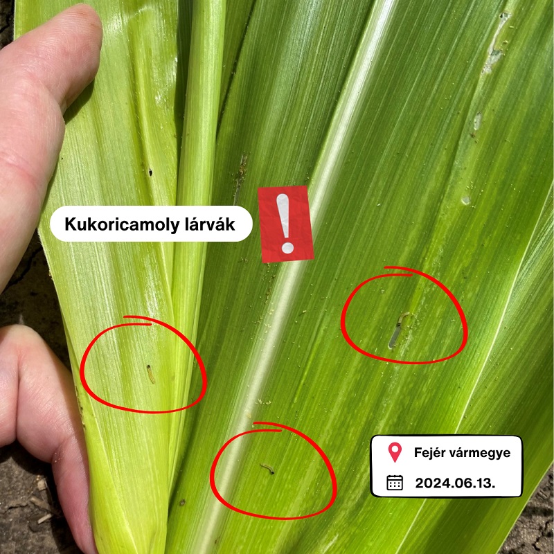 Hogyan v&eacute;dekezhet hat&eacute;konyan a kukoricamoly első nemzed&eacute;ke ellen?