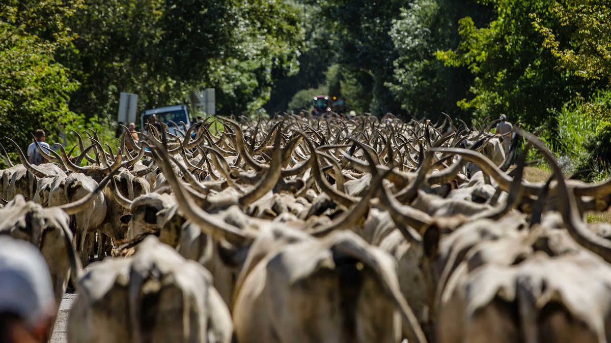 Kiemelten t&aacute;mogatja az agr&aacute;rt&aacute;rca az őshonos fajt&aacute;k megőrz&eacute;s&eacute;t