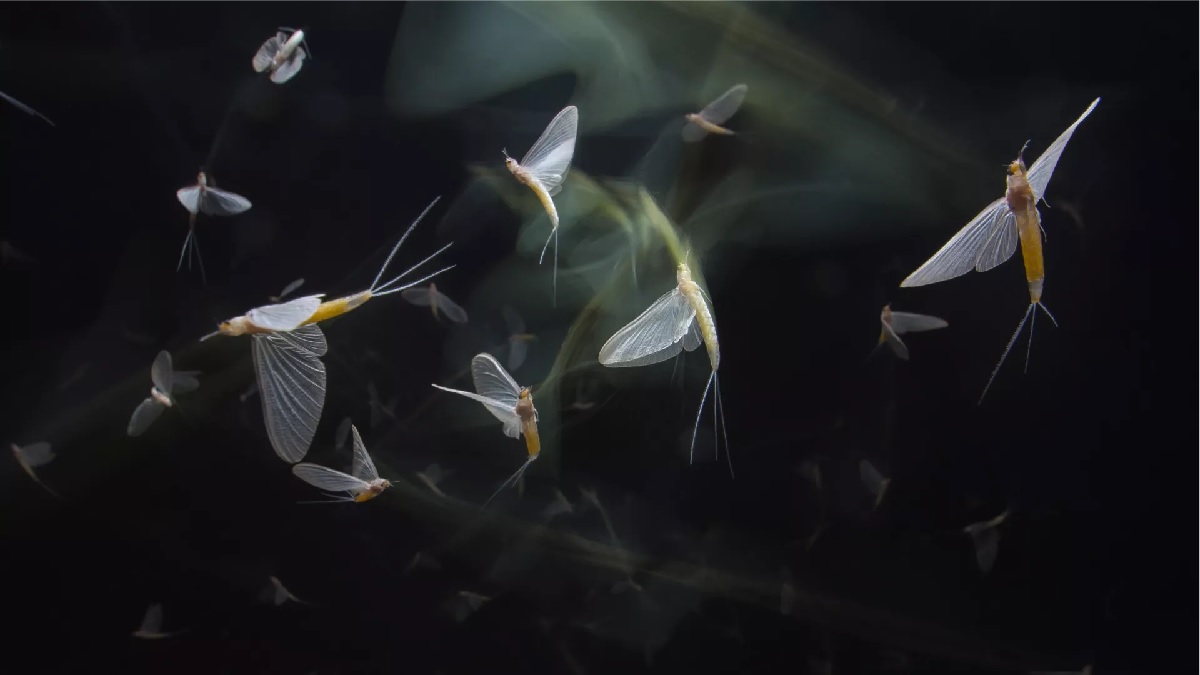 T&ouml;bbmilli&oacute;s csapatokban rajzanak id&eacute;n a dunavir&aacute;gok &ndash;magyar tal&aacute;lm&aacute;ny menti meg az &eacute;let&uuml;ket