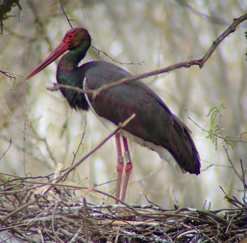 M&eacute;g &eacute;l a matuzs&aacute;lem! B&aacute;r igen viharvert m&aacute;r...