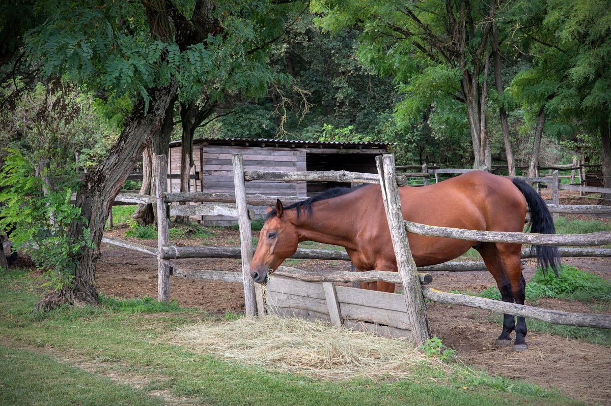 Meg&uacute;jul a gyakorlati k&eacute;pz&eacute;s a Magyar Agr&aacute;r- &eacute;s &Eacute;lettudom&aacute;nyi Egyetemen