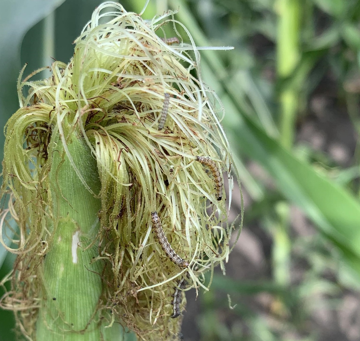 Biztos v&eacute;delem a term&eacute;sminős&eacute;g&eacute;rt