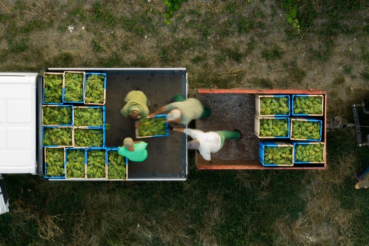 &bdquo;2024 j&oacute; &eacute;vj&aacute;ratnak mondhat&oacute;&rdquo; &ndash; Szőlő-bor cikksorozatunk II. r&eacute;sze