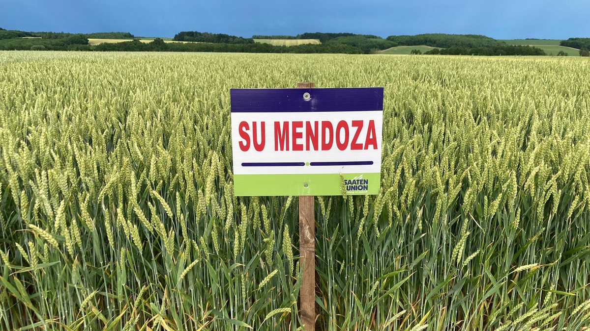 Megéri-e malmi búzát termeszteni?