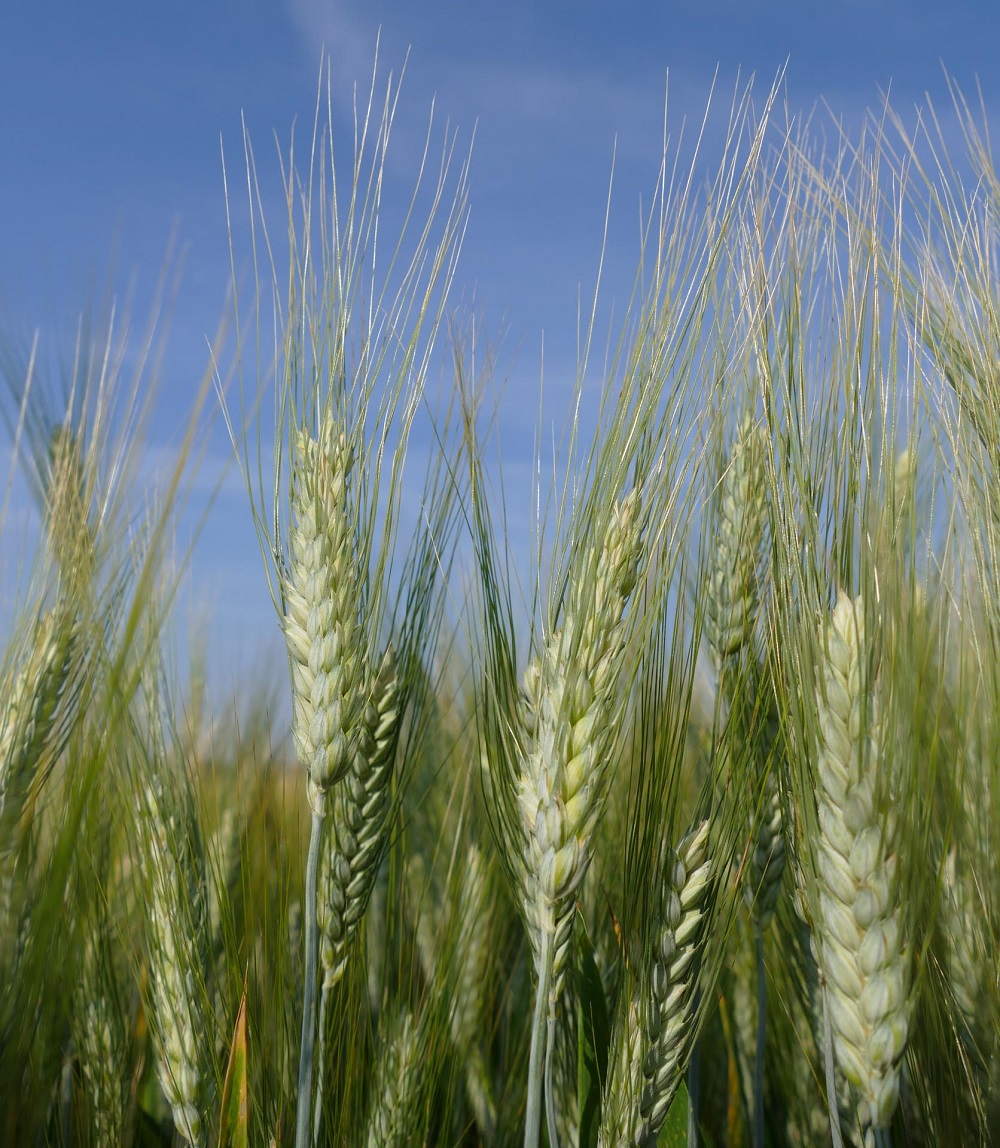 Durumb&uacute;z&aacute;inkkal megcsin&aacute;lhatja a szerencs&eacute;j&eacute;t