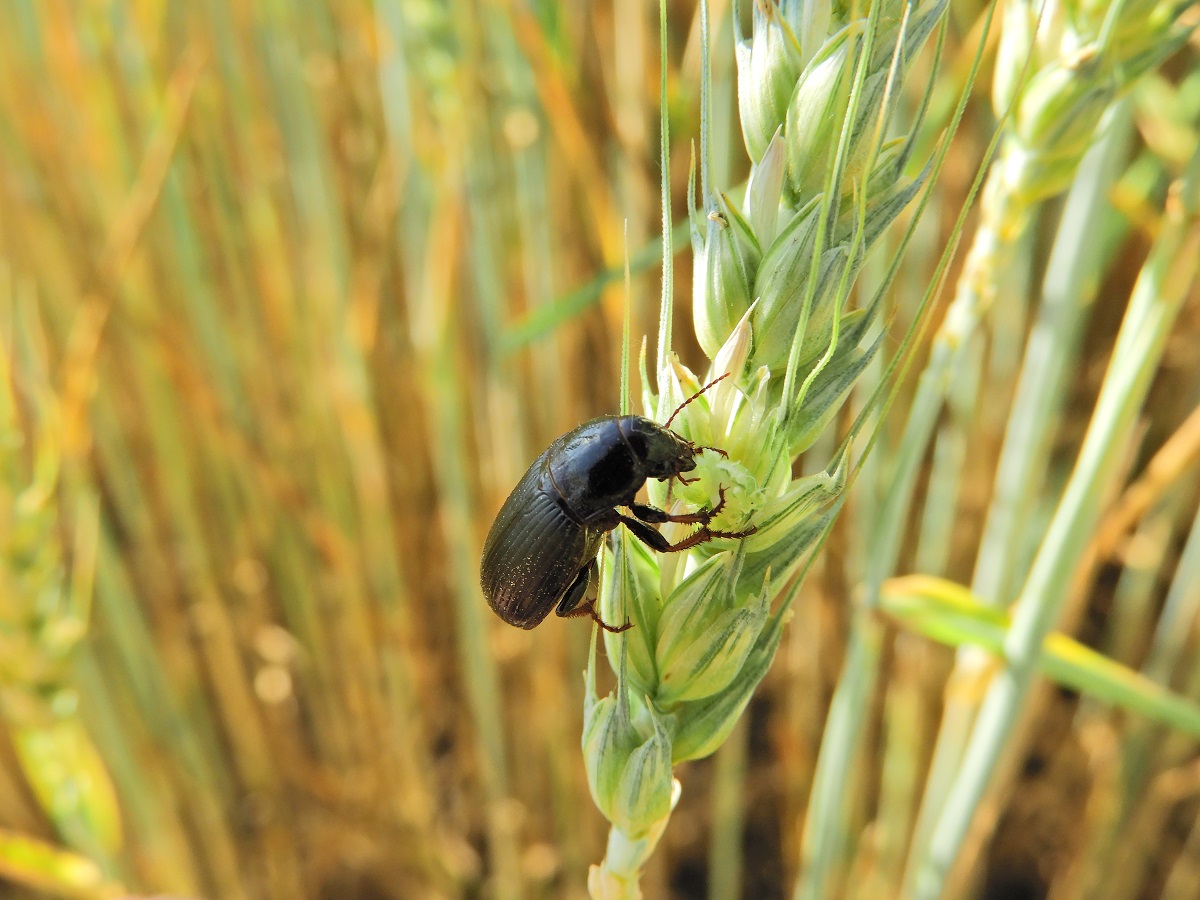 R&eacute;gi ellenfel&uuml;nk, a gabonafutrinka