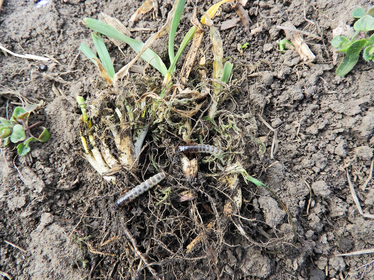 R&eacute;gi ellenfel&uuml;nk, a gabonafutrinka