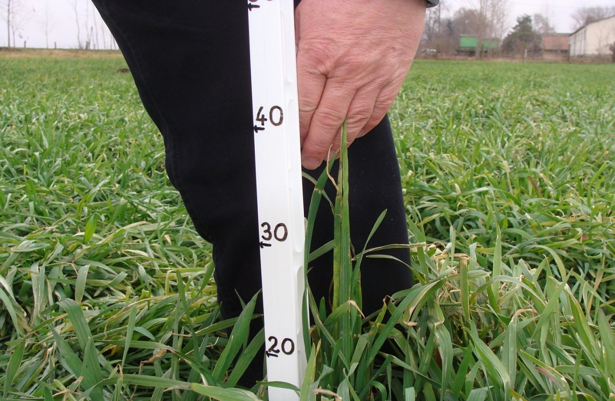 Tapasztalatok a 2023-24-es rozs t&ouml;megtakarm&aacute;ny-termeszt&eacute;sről