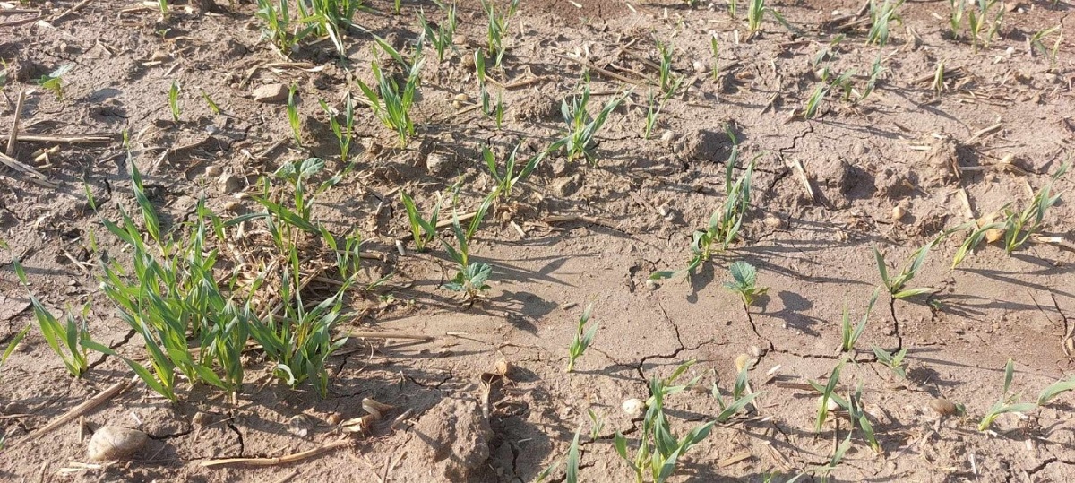 Megb&iacute;zhat&oacute;s&aacute;g &eacute;s hat&eacute;konys&aacute;g a Pantera 40EC-vel ősszel is!