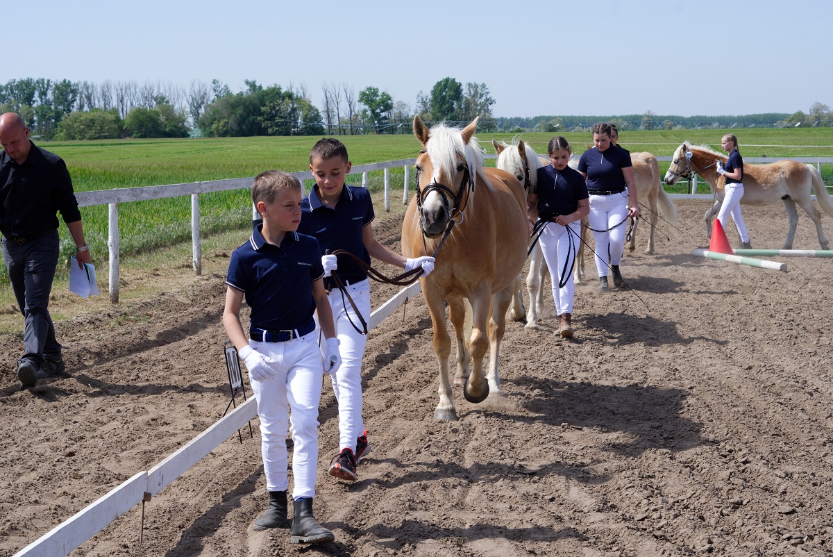 A szőke sz&eacute;ps&eacute;g (1. r&eacute;sz) &ndash; Haflingi l&oacute; teny&eacute;szt&eacute;sben, gyermek-&aacute;llat kapcsolat kialak&iacute;t&aacute;s&aacute;ban, lovasiskol&aacute;ban