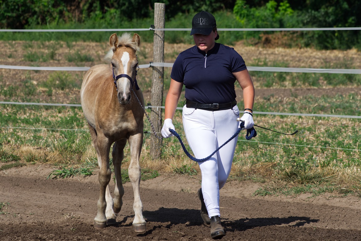 A szőke sz&eacute;ps&eacute;g (1. r&eacute;sz) &ndash; Haflingi l&oacute; teny&eacute;szt&eacute;sben, gyermek-&aacute;llat kapcsolat kialak&iacute;t&aacute;s&aacute;ban, lovasiskol&aacute;ban