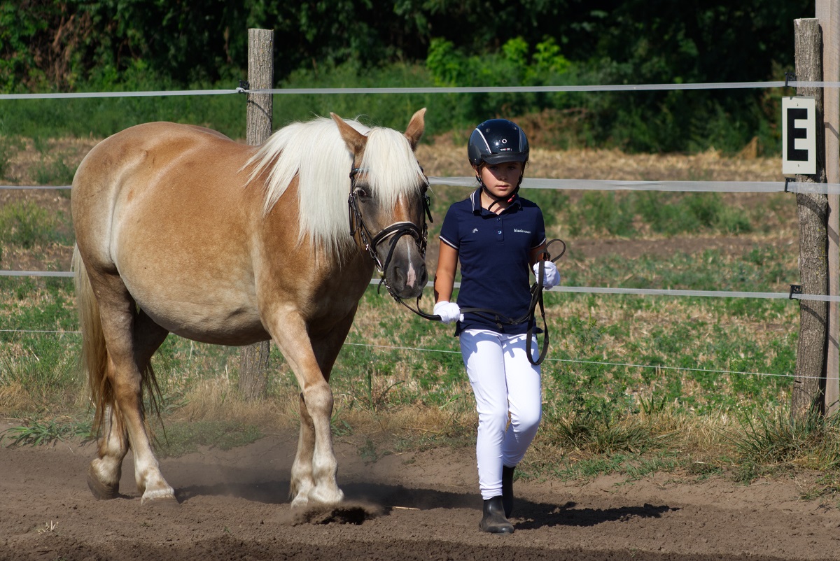A szőke sz&eacute;ps&eacute;g (1. r&eacute;sz) &ndash; Haflingi l&oacute; teny&eacute;szt&eacute;sben, gyermek-&aacute;llat kapcsolat kialak&iacute;t&aacute;s&aacute;ban, lovasiskol&aacute;ban