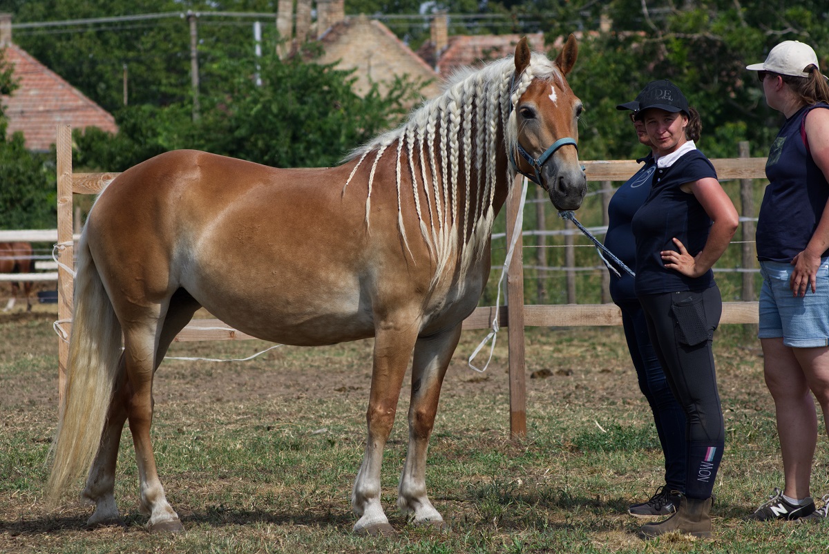 A szőke sz&eacute;ps&eacute;g (1. r&eacute;sz) &ndash; Haflingi l&oacute; teny&eacute;szt&eacute;sben, gyermek-&aacute;llat kapcsolat kialak&iacute;t&aacute;s&aacute;ban, lovasiskol&aacute;ban