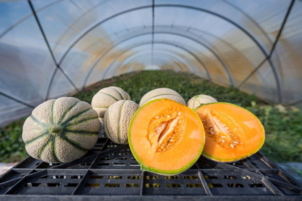 K&ouml;zepes &eacute;vet z&aacute;rtak a hazai dinnyetermelők