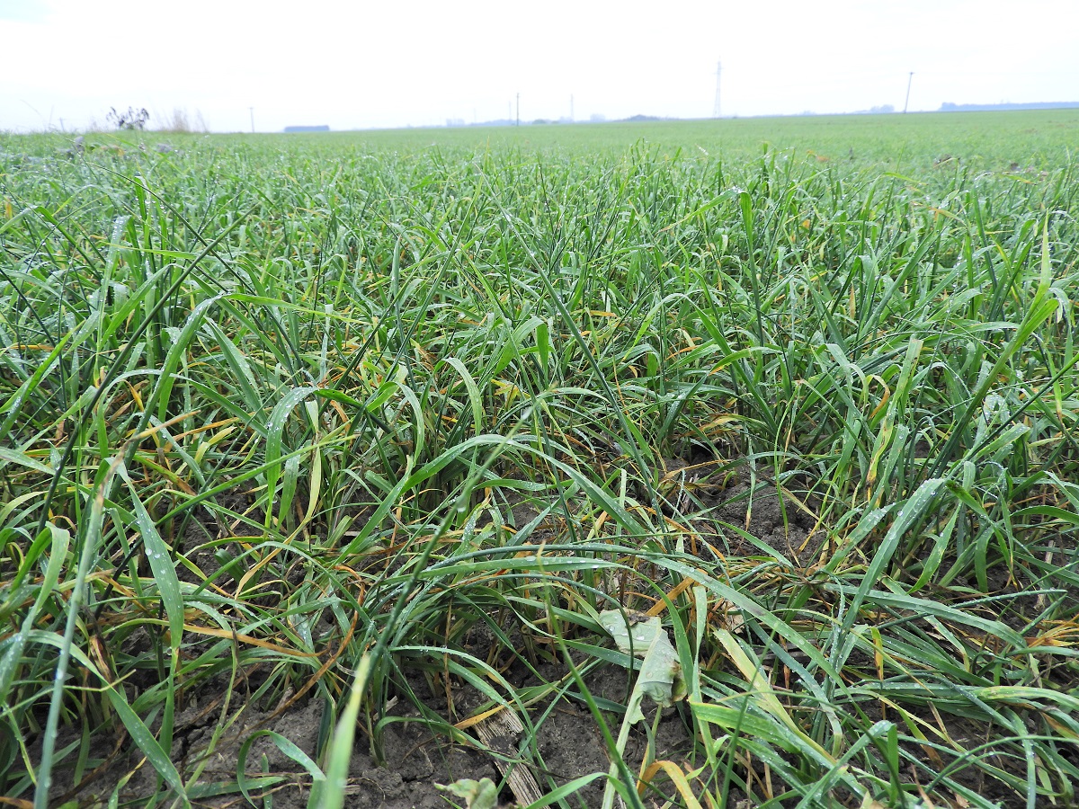 Mi t&ouml;rt&eacute;nik t&eacute;len a gabonat&aacute;bl&aacute;kon? &ndash; &Aacute;lland&oacute; k&aacute;rtevők, leggyakoribb v&iacute;rusok, gomb&aacute;sod&aacute;s, gyomosod&aacute;s 