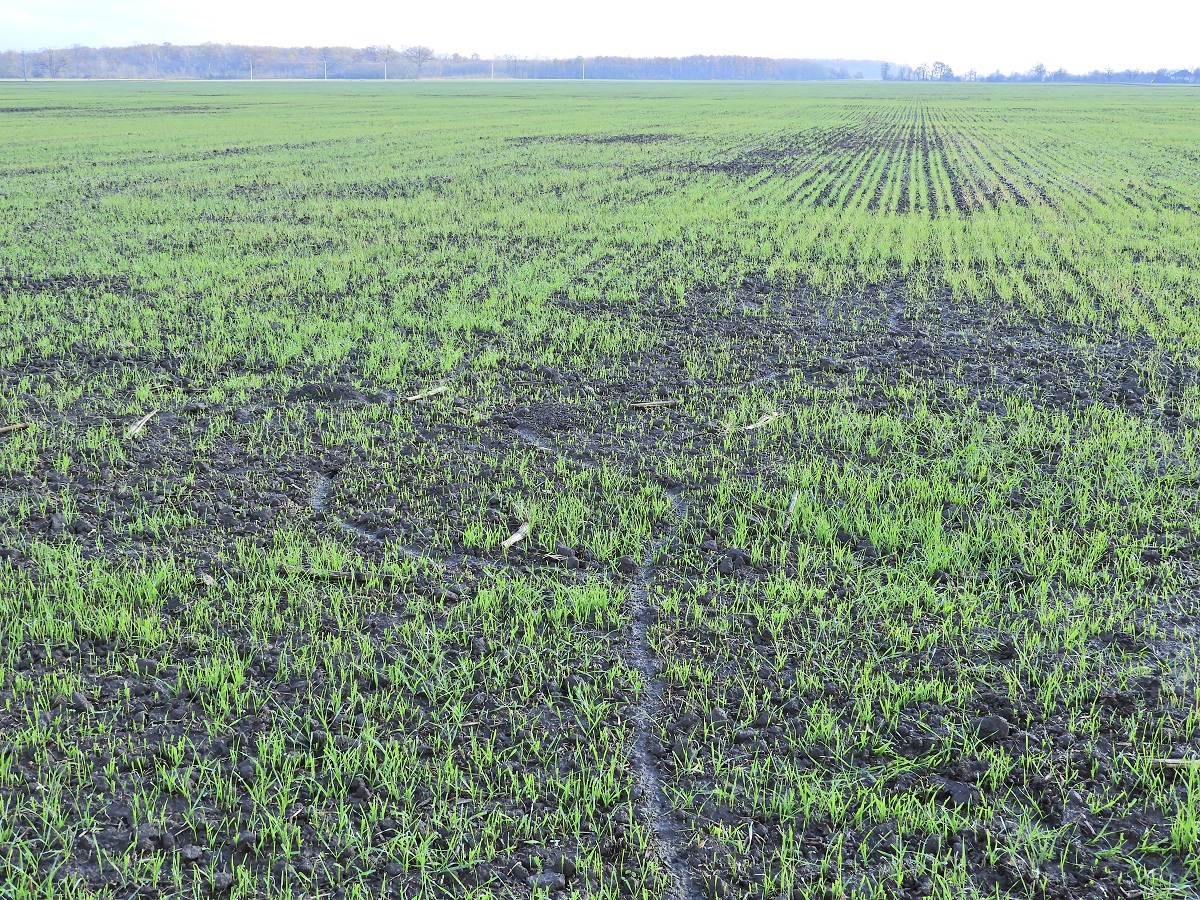 Mi t&ouml;rt&eacute;nik t&eacute;len a gabonat&aacute;bl&aacute;kon? &ndash; &Aacute;lland&oacute; k&aacute;rtevők, leggyakoribb v&iacute;rusok, gomb&aacute;sod&aacute;s, gyomosod&aacute;s 