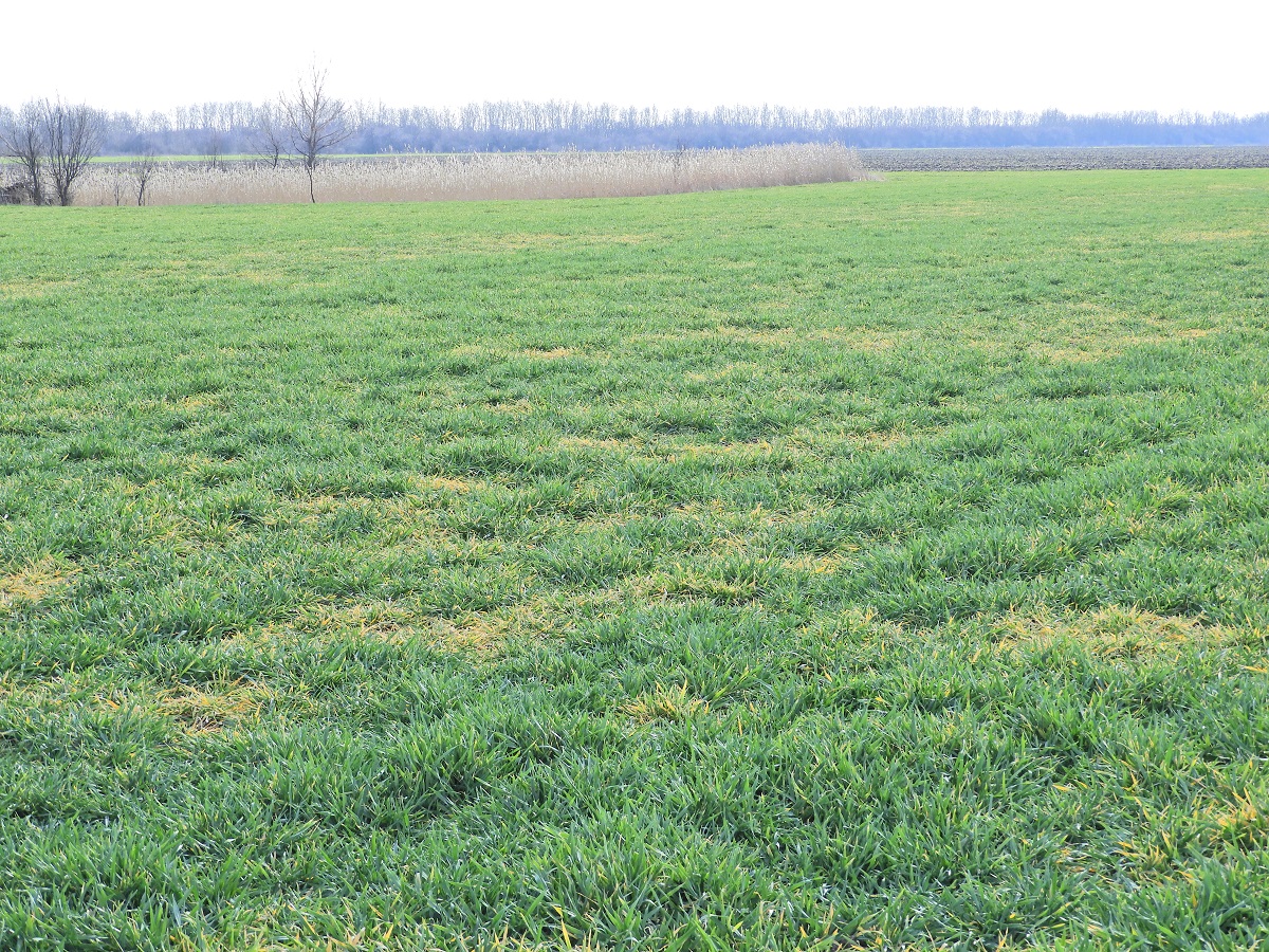 Mi t&ouml;rt&eacute;nik t&eacute;len a gabonat&aacute;bl&aacute;kon? &ndash; &Aacute;lland&oacute; k&aacute;rtevők, leggyakoribb v&iacute;rusok, gomb&aacute;sod&aacute;s, gyomosod&aacute;s 