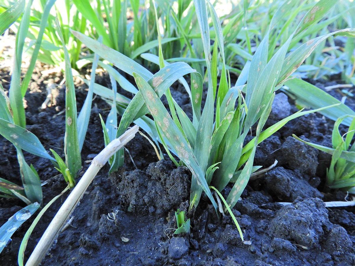 Mi t&ouml;rt&eacute;nik t&eacute;len a gabonat&aacute;bl&aacute;kon? &ndash; &Aacute;lland&oacute; k&aacute;rtevők, leggyakoribb v&iacute;rusok, gomb&aacute;sod&aacute;s, gyomosod&aacute;s 