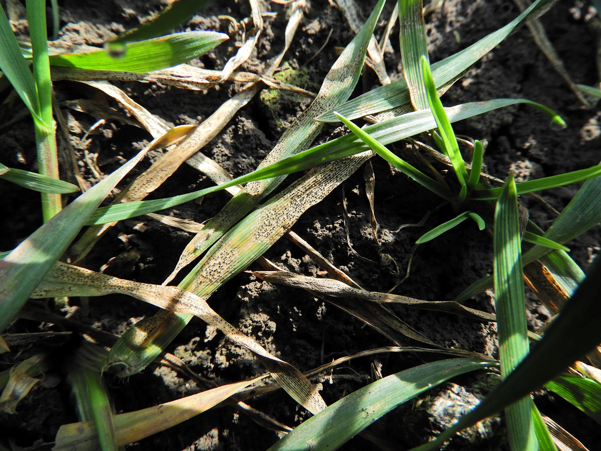 Mi t&ouml;rt&eacute;nik t&eacute;len a gabonat&aacute;bl&aacute;kon? &ndash; &Aacute;lland&oacute; k&aacute;rtevők, leggyakoribb v&iacute;rusok, gomb&aacute;sod&aacute;s, gyomosod&aacute;s 