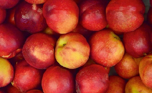 Olajf&aacute;k a szőlőhegyen? &ndash; Z&ouml;lds&eacute;g- &eacute;s gy&uuml;m&ouml;lcstermesztő &aacute;gazatunk az &eacute;ghajlatv&aacute;ltoz&aacute;s idej&eacute;n