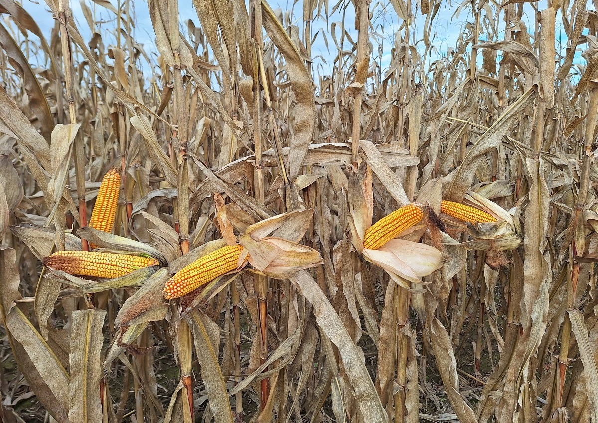 Term&eacute;shozam &eacute;s ellen&aacute;ll&oacute;k&eacute;pess&eacute;g &ndash; J&ouml;nnek a szezon legjobb kukoricahibridjei