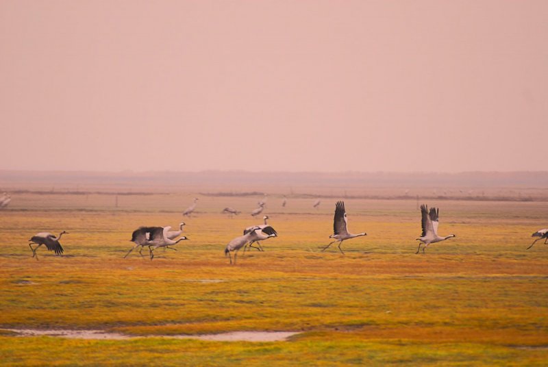 L&aacute;tv&aacute;nyos esti beh&uacute;z&aacute;s: &aacute;ttelelő darvak a kardosk&uacute;ti Feh&eacute;r-t&oacute;n&aacute;l