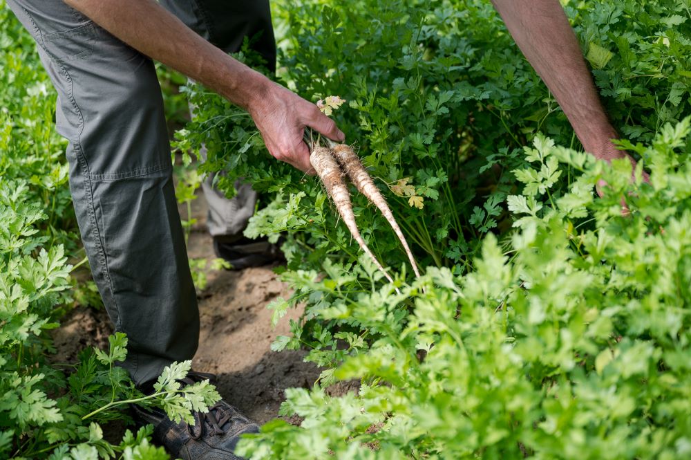 A s&aacute;rgar&eacute;pa &eacute;s a petrezselyemgy&ouml;k&eacute;r is keresett term&eacute;k a hazai piacon