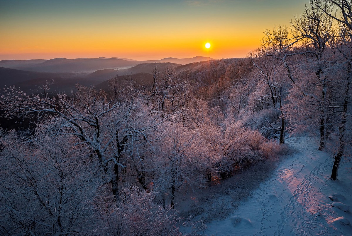 2024-ben mintegy 100 ezer k&ouml;bm&eacute;terrel nőtt a Pilisi Parkerdő &eacute;lőfak&eacute;szlete