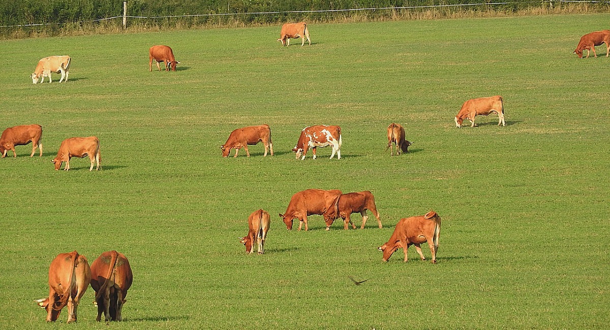 Biobar&aacute;t mezőgazdas&aacute;g &ndash; Hogyan alak&iacute;that&oacute;k organikuss&aacute; az &eacute;lelmiszerrendszerek?