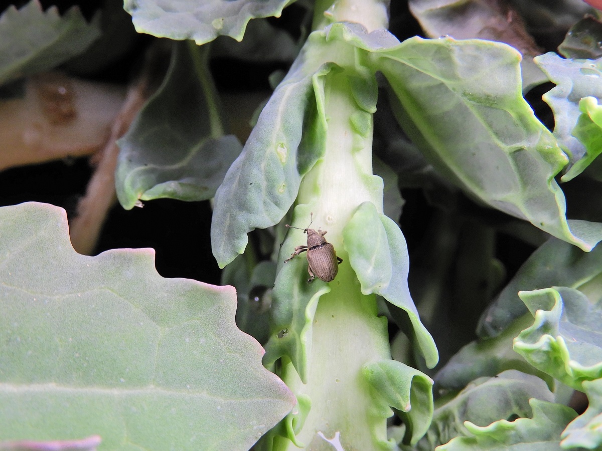 Első tavaszi repcek&aacute;rtevőink, a sz&aacute;rat k&aacute;ros&iacute;t&oacute; orm&aacute;nyosok &ndash; Repcesz&aacute;r-orm&aacute;nyos &eacute;s repceorm&aacute;nyos: &eacute;letm&oacute;djuk, k&aacute;rt&eacute;teleik, v&eacute;dekez&eacute;s ellen&uuml;k