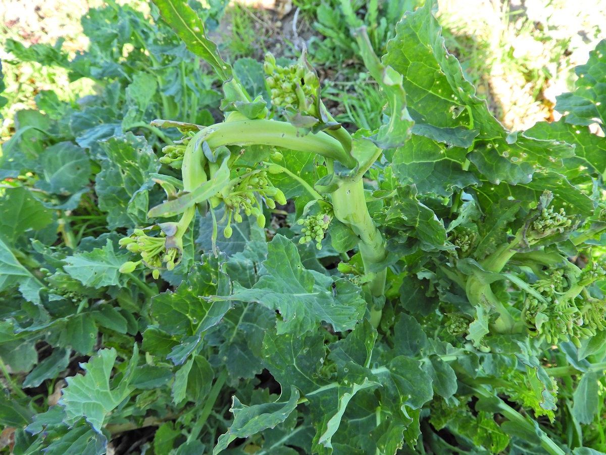 Első tavaszi repcek&aacute;rtevőink, a sz&aacute;rat k&aacute;ros&iacute;t&oacute; orm&aacute;nyosok &ndash; Repcesz&aacute;r-orm&aacute;nyos &eacute;s repceorm&aacute;nyos: &eacute;letm&oacute;djuk, k&aacute;rt&eacute;teleik, v&eacute;dekez&eacute;s ellen&uuml;k