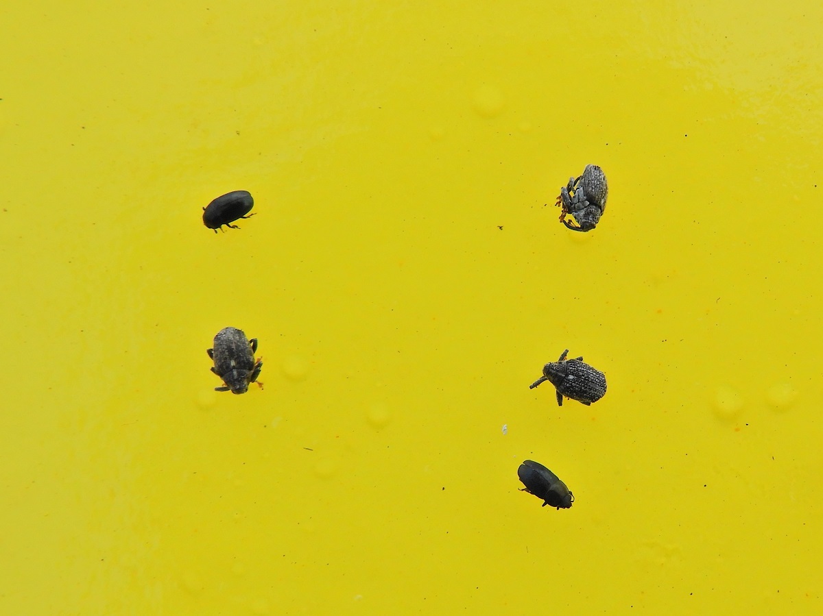 Első tavaszi repcek&aacute;rtevőink, a sz&aacute;rat k&aacute;ros&iacute;t&oacute; orm&aacute;nyosok &ndash; Repcesz&aacute;r-orm&aacute;nyos &eacute;s repceorm&aacute;nyos: &eacute;letm&oacute;djuk, k&aacute;rt&eacute;teleik, v&eacute;dekez&eacute;s ellen&uuml;k