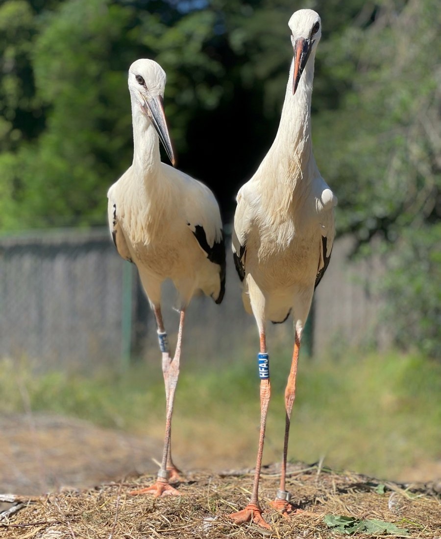 Honnan tudj&aacute;k a madarak, merre kell rep&uuml;lni&uuml;k?