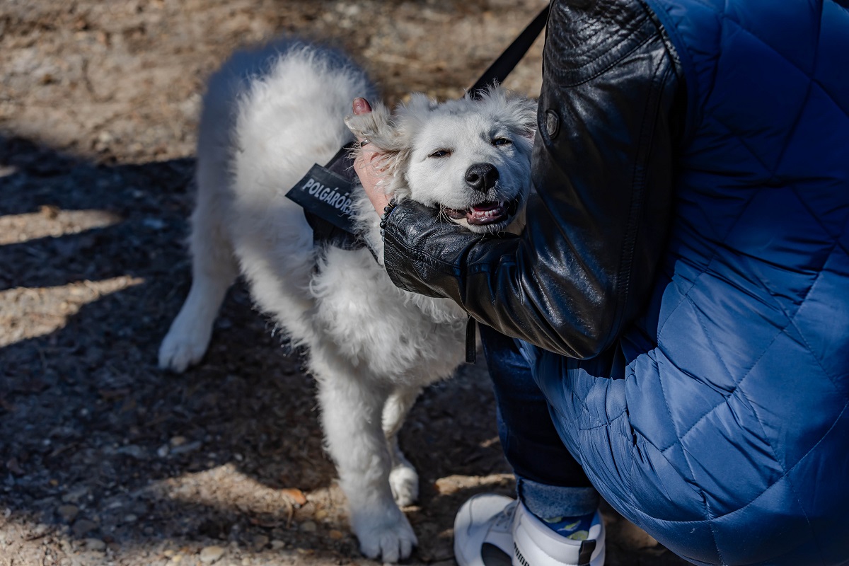 &Uacute;jabb h&aacute;rom kuvasz seg&iacute;ti a polg&aacute;rőrs&eacute;g munk&aacute;j&aacute;t
