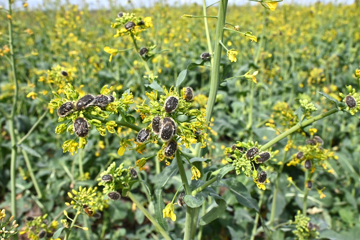 Virág- és becőkárosító kártevők a repcetáblákon – Kártételeik és azok módosulásai az időjárásváltozás miatt, védekezés ellenük