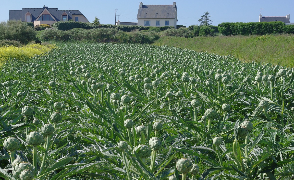 Az artics&oacute;ka &ndash; Gy&uuml;m&ouml;lcs &eacute;s z&ouml;lds&eacute;g kult&uacute;r&aacute;k &uacute;j lak&oacute;i 1. r&eacute;sz