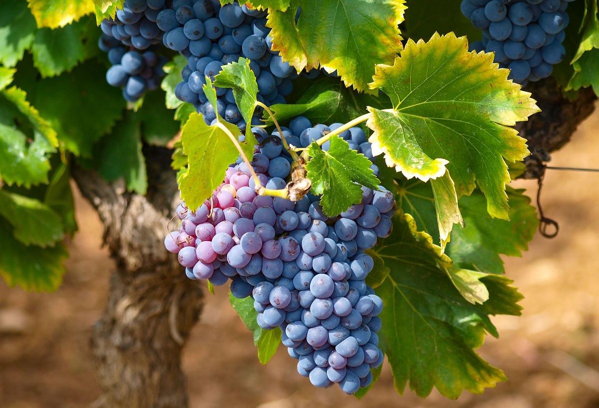 GEOSYNERGIA &ndash; Talaj- &eacute;s n&ouml;v&eacute;nykondicion&aacute;l&oacute; k&eacute;sz&iacute;tm&eacute;ny  