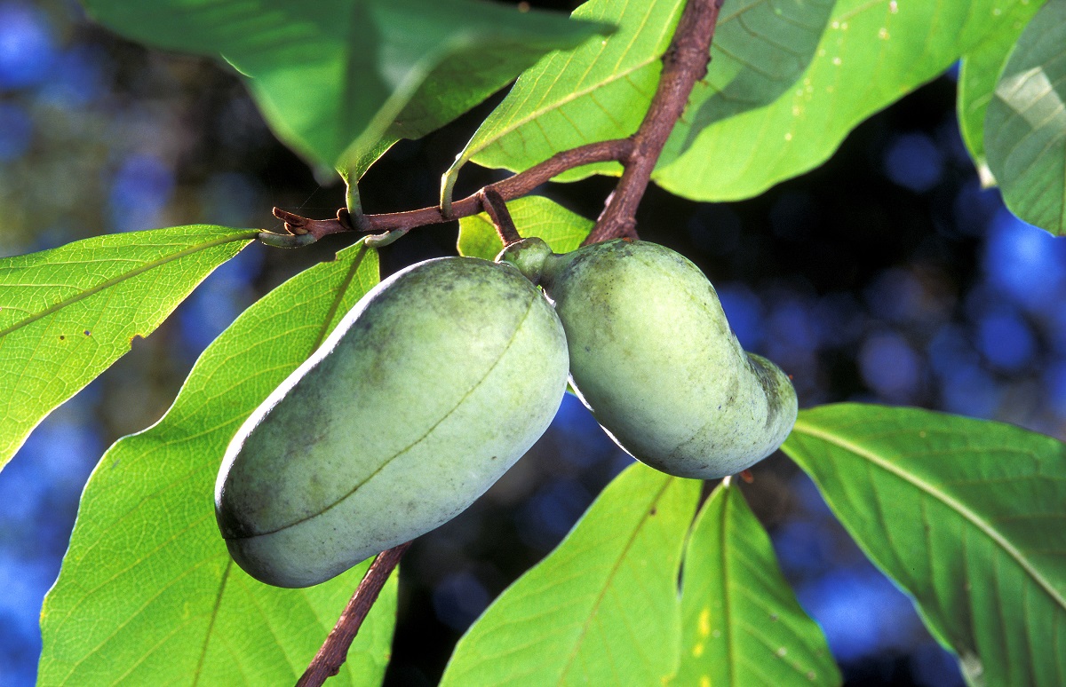 K&aacute;rp&aacute;t-medencei ban&aacute;nsz&uuml;ret